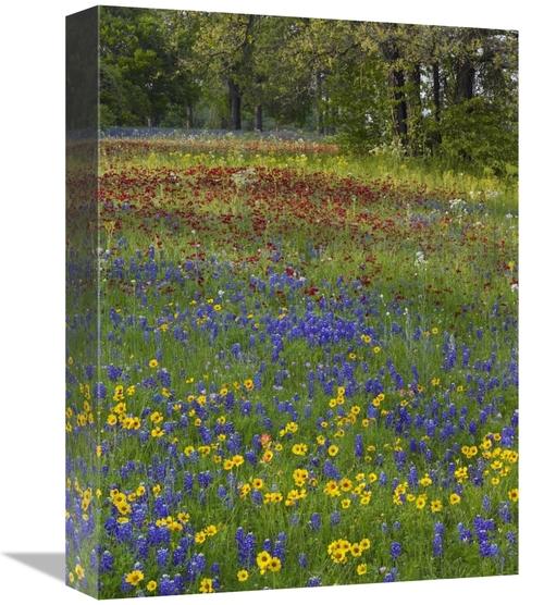 Global Gallery GCS-452193-1216-142 12 x 16 in. Sand Bluebonnet, Dr