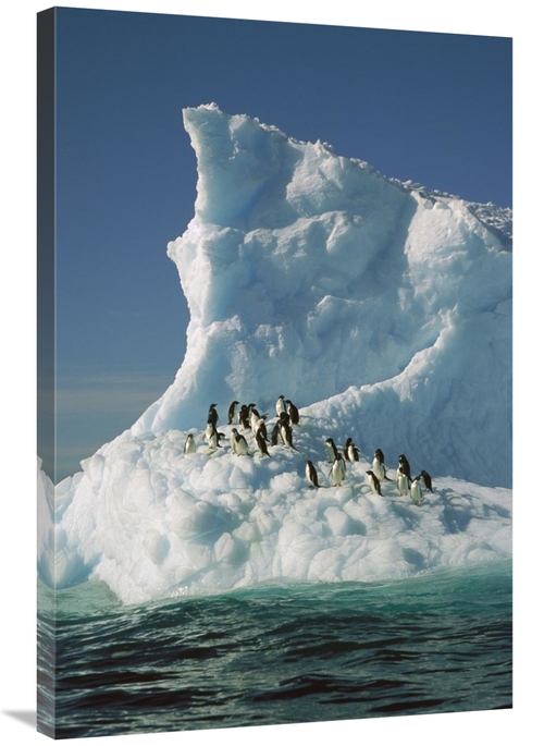 Global Gallery GCS-397790-2436-142 24 x 36 in. Adelie Penguin Group Ri