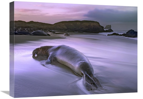 Global Gallery GCS-397052-1824-142 18 x 24 in. Northern Elephant Seal 