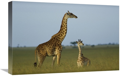 Global Gallery GCS-452188-1624-142 16 x 24 in. Giraffe Adult & Foal on