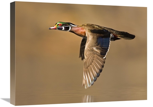 Global Gallery GCS-397365-1824-142 18 x 24 in. Wood Duck Male Flying&#