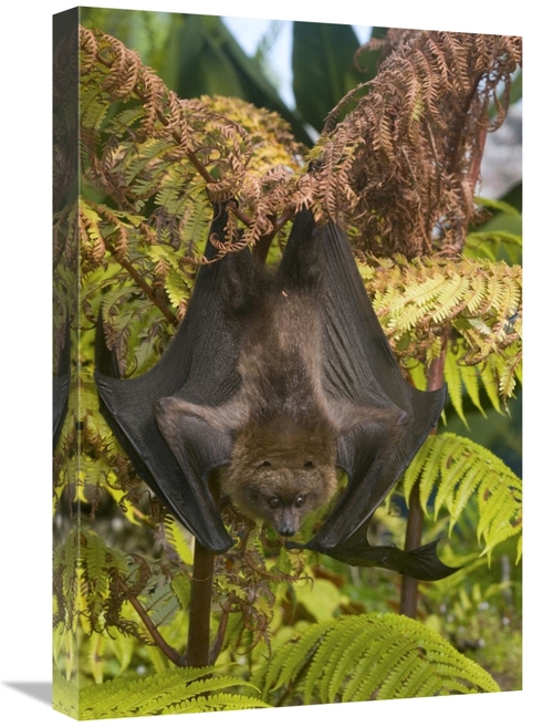 Global Gallery GCS-397300-1624-142 16 x 24 in. Rodrigues Flying Fox Ro