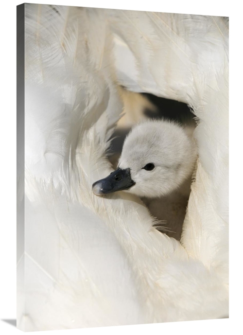 Global Gallery GCS-398175-2436-142 24 x 36 in. Mute Swan Cygnet, o