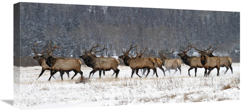 Global Gallery GCS-486576-30-142 30 in. Running in the Snow Art Print 