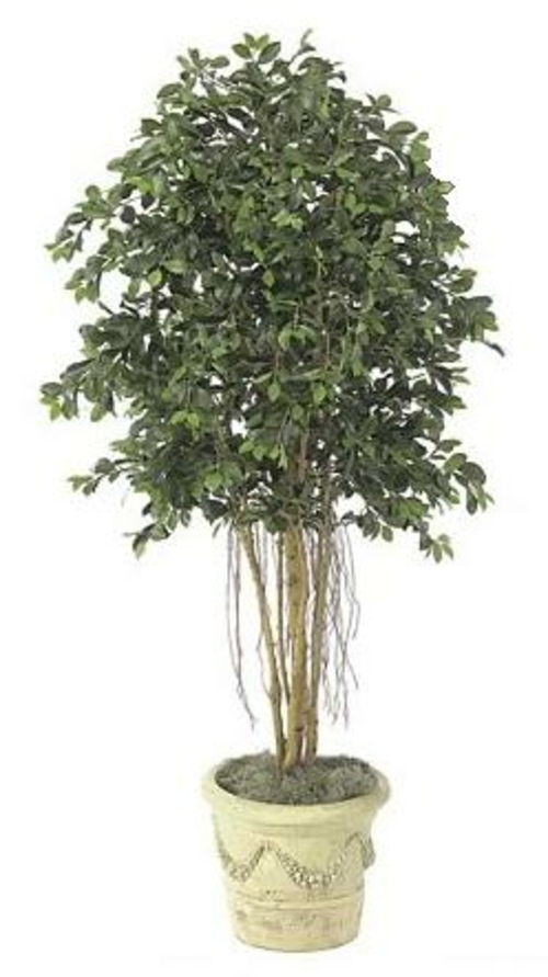 Autograph Foliages W-2610 - 6.5 Foot Multi-Trunk Ficus Tree - Green