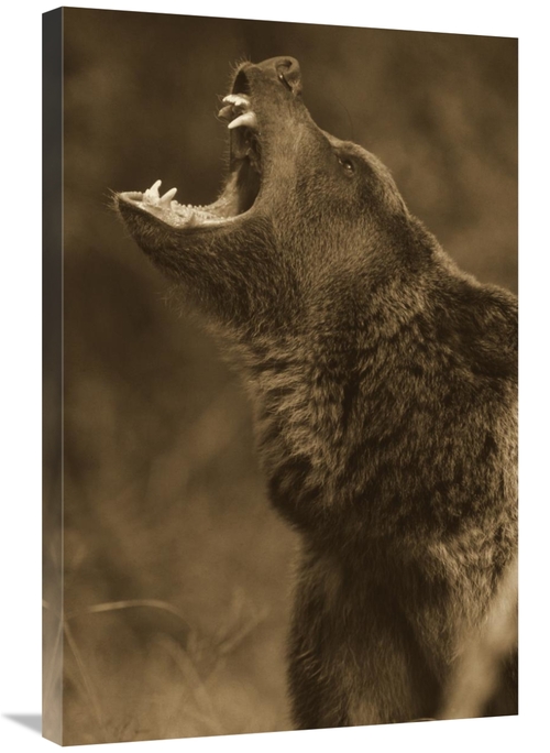 Global Gallery GCS-450499-2432-142 24 x 32 in. Grizzly Bear Calling&#4