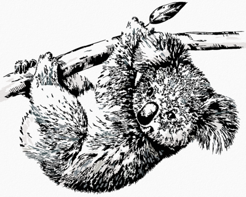 Paint by Numbers - BLACK AND WHITE KOALA