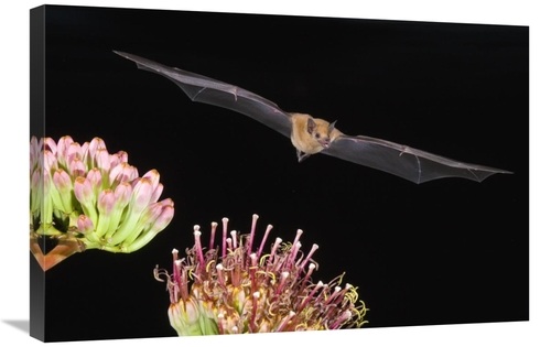 Global Gallery GCS-453330-2030-142 20 x 30 in. Lesser Long-Nosed Bat F