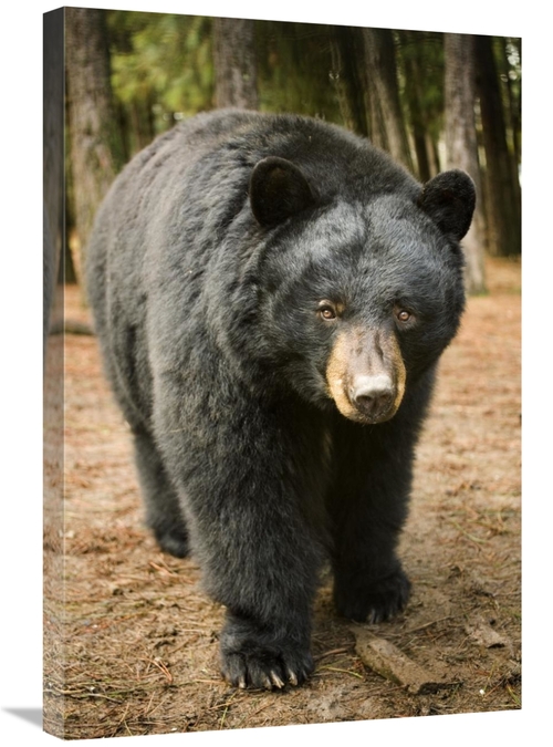 Global Gallery GCS-395707-2030-142 20 x 30 in. Black Bear Portrait Dur