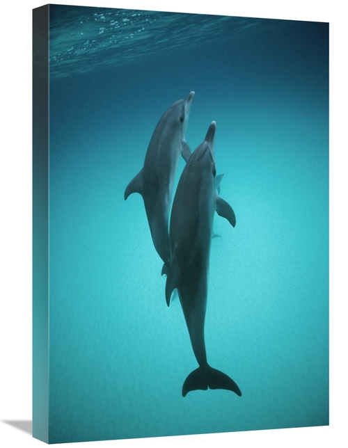 Global Gallery GCS-450671-1624-142 16 x 24 in. Atlantic Spotted Dolphi