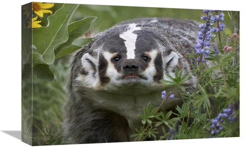 Global Gallery GCS-396166-1218-142 12 x 18 in. American Badger Amid Lu
