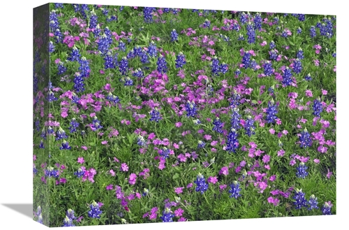 Global Gallery GCS-396022-1216-142 12 x 16 in. Sand Bluebonnet & Point