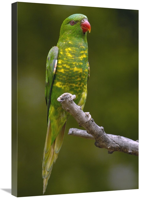 Global Gallery GCS-453097-2030-142 20 x 30 in. Scaly-Breasted Lorikeet