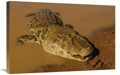 Global Gallery GCS-453212-2030-142 20 x 30 in. Broad-Snouted Caiman Em