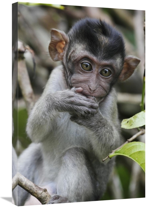 Global Gallery GCS-397703-2030-142 20 x 30 in. Long-Tailed Macaque Bab