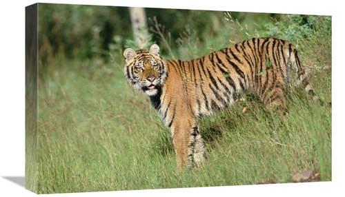Global Gallery GCS-396099-22-142 22 in. Siberian Tiger Standing in Gre