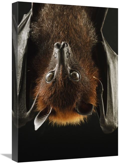 Global Gallery GCS-397556-1624-142 16 x 24 in. Large Flying Fox Roosti