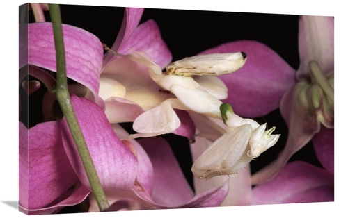 Global Gallery GCS-397234-2030-142 20 x 30 in. Orchid Mantis & Orchid 