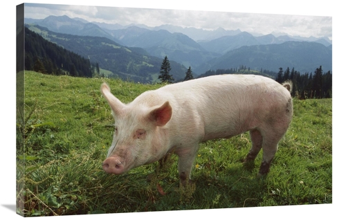 Global Gallery GCS-452629-2436-142 24 x 36 in. Pig on A Grassy Lawn&#4