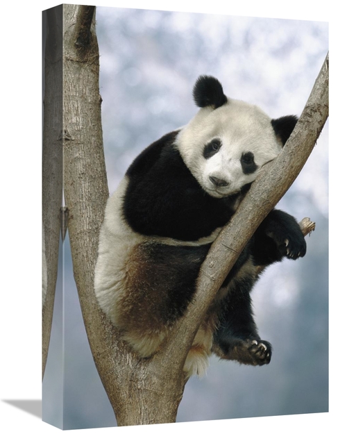 Global Gallery GCS-453115-1218-142 12 x 18 in. Giant Panda, Wolong
