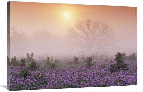 Global Gallery GCS-396244-2436-142 24 x 36 in. Sand Verbena Foggy Sunr
