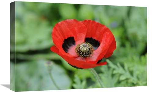 Global Gallery GCS-398337-1624-142 16 x 24 in. Ladybird Poppy Flowers 