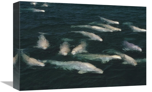 Global Gallery GCS-450726-1218-142 12 x 18 in. Beluga Whale, Group