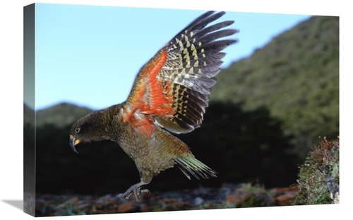 Global Gallery GCS-451499-1624-142 16 x 24 in. Kea Showing Brilliant C