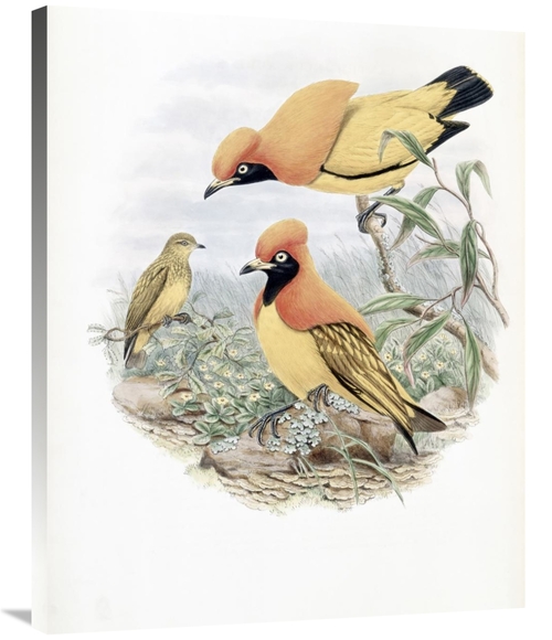 Global Gallery GCS-277760-36-142 36 in. Golden Bird of Paradise Art Pr