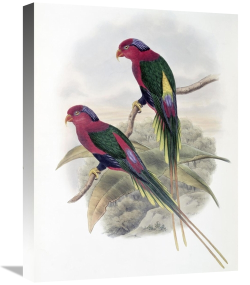 Global Gallery GCS-277791-22-142 22 in. Stella Parakeet Art Print - Jo