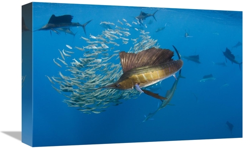 Global Gallery GCS-397932-1218-142 12 x 18 in. Atlantic Sailfish Group