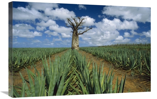 Global Gallery GCS-452649-2030-142 20 x 30 in. Baobab Tree Standing Al