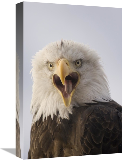 Global Gallery GCS-451933-1218-142 12 x 18 in. Bald Eagle Calling,