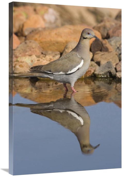 Global Gallery GCS-453336-2436-142 24 x 36 in. White-Winged Dove Wadin