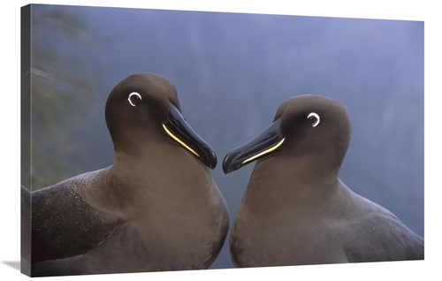 Global Gallery GCS-451797-2436-142 24 x 36 in. Sooty Albatross, Go