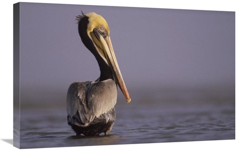 Global Gallery GCS-396042-2030-142 20 x 30 in. Brown Pelican Adult Por