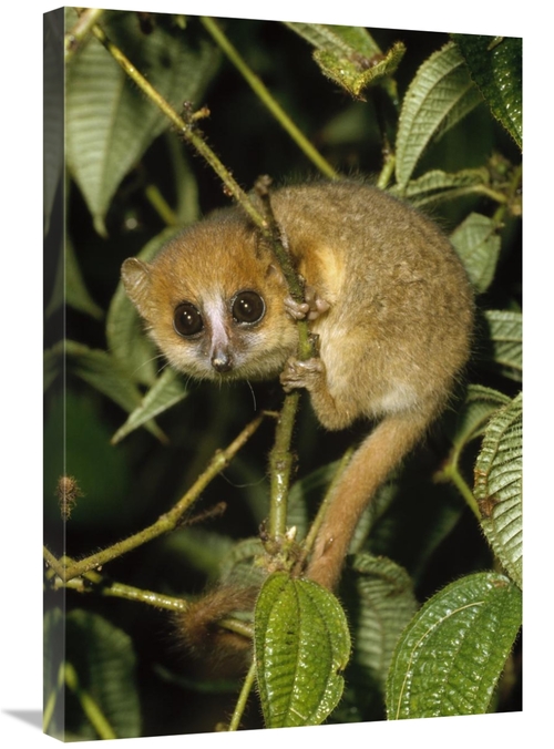 Global Gallery GCS-452398-2030-142 20 x 30 in. Brown Mouse Lemur, 