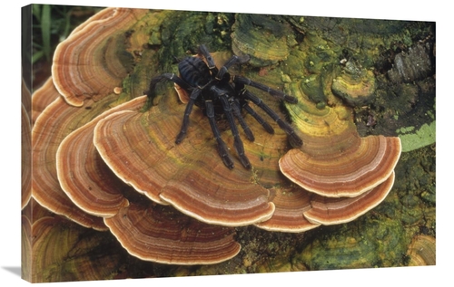 Global Gallery GCS-451107-2436-142 24 x 36 in. Tarantula Large Female 