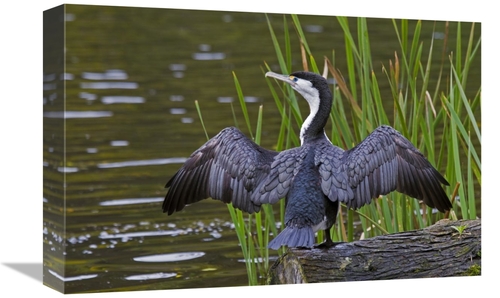 Global Gallery GCS-397489-1218-142 12 x 18 in. Pied Cormorant Drying W