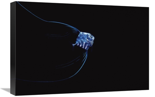 Global Gallery GCS-450766-1624-142 16 x 24 in. Pompano Juvenile Off of