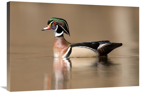 Global Gallery GCS-397401-2436-142 24 x 36 in. Wood Duck Male in Breed