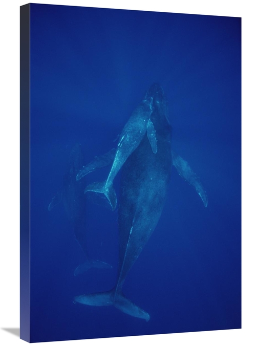 Global Gallery GCS-450993-2030-142 20 x 30 in. Humpback Whale Cow,