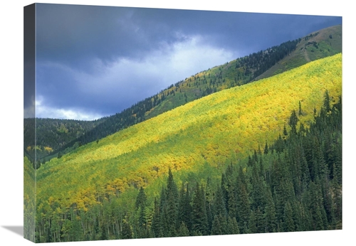 Global Gallery GCS-396481-1824-142 18 x 24 in. Aspen Forest, Maroo