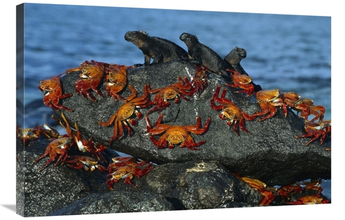 Global Gallery GCS-395583-2436-142 24 x 36 in. Sally Lightfoot Crabs &