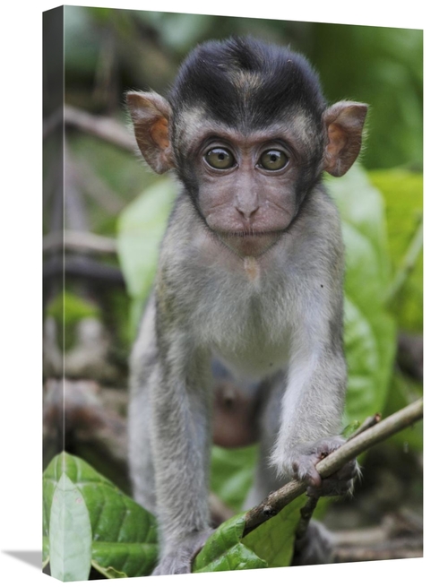 Global Gallery GCS-397702-1624-142 16 x 24 in. Long-Tailed Macaque Bab