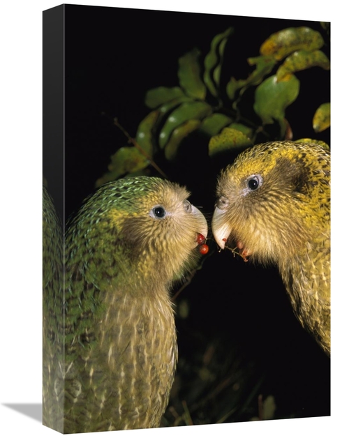 Global Gallery GCS-451748-1218-142 12 x 18 in. Kakapo Pair Playing&#44