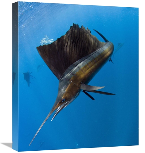 Global Gallery GCS-397924-22-142 22 in. Atlantic Sailfish Hunting Roun