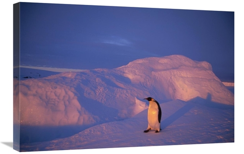 Global Gallery GCS-451122-2030-142 20 x 30 in. Emperor Penguins Tobogg