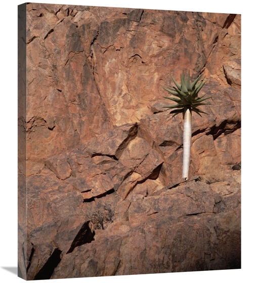 Global Gallery GCS-452908-2228-142 22 x 28 in. Quiver Tree Growing on 