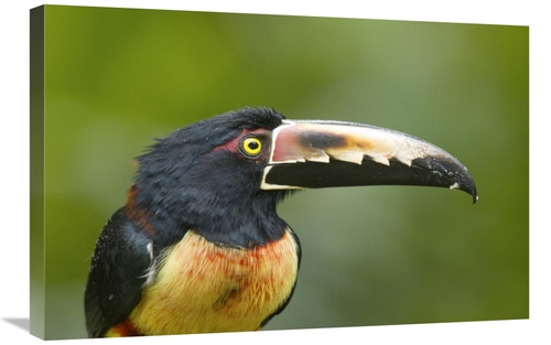 Global Gallery GCS-397260-2030-142 20 x 30 in. Collared Aracari, C